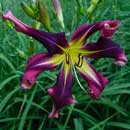 Heavenly Comet Daylily